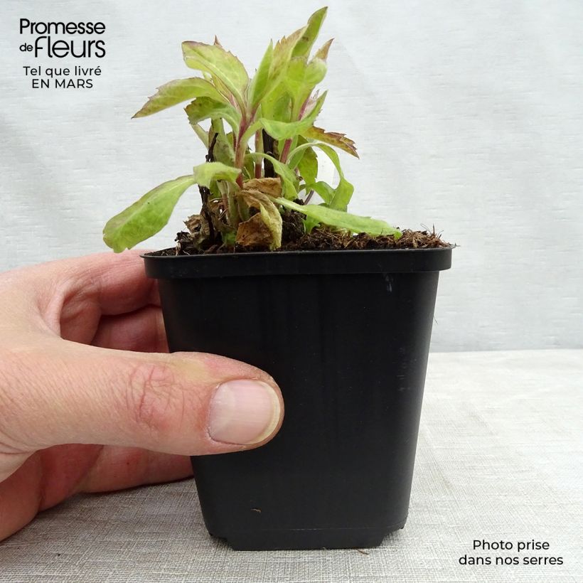Spécimen de Aster Eleven purple - Aster nain d'automne Godet de 9cm tel que livré au printemps