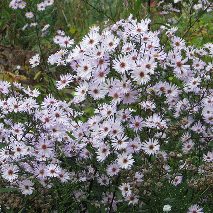 Aster Le Vasterival - Aster d'automne (Floraison)