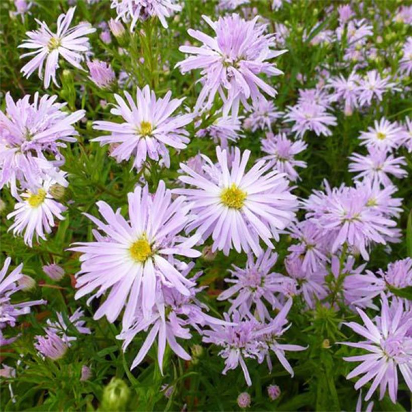 Aster novi-belgii Rosenquarz - Aster grand d'automne (Floraison)