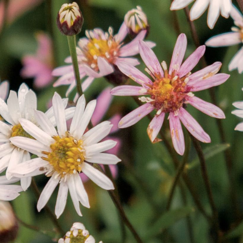 Aster rugulosus Asrugo (Floraison)