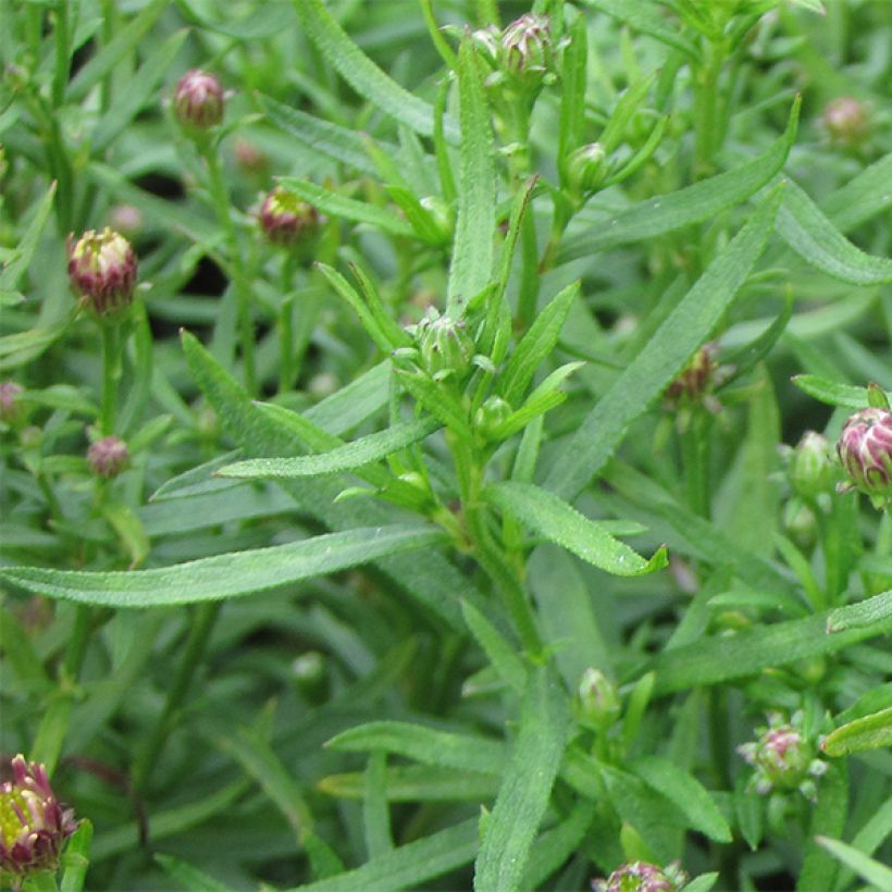 Aster ageratoides Adustus Nanus - Aster nain d'été (Feuillage)