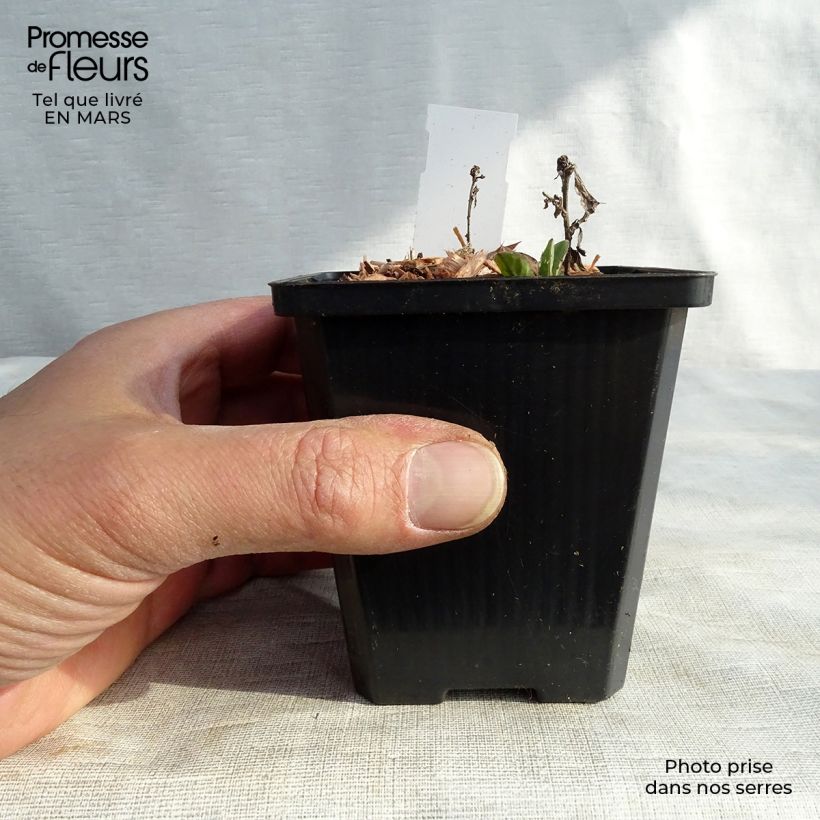 Spécimen de Aster ageratoides Adustus Nanus - Aster nain d'été Godet de 9cm tel que livré au printemps