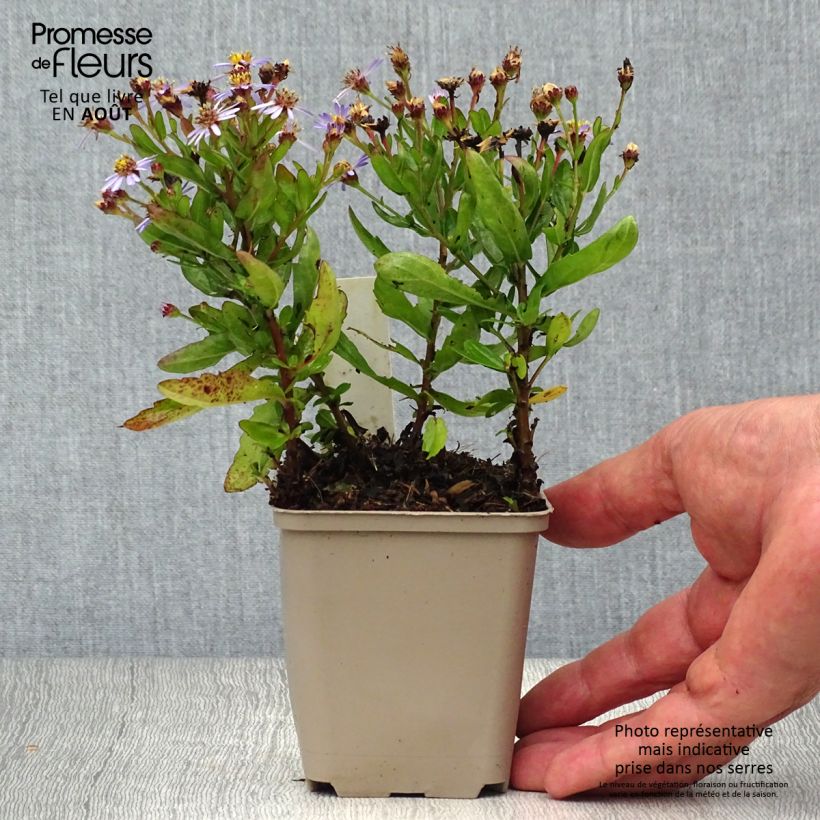 Spécimen de Aster ageratoides Adustus Nanus - Aster nain d'été Godet de 8/9 cm tel que livré en été