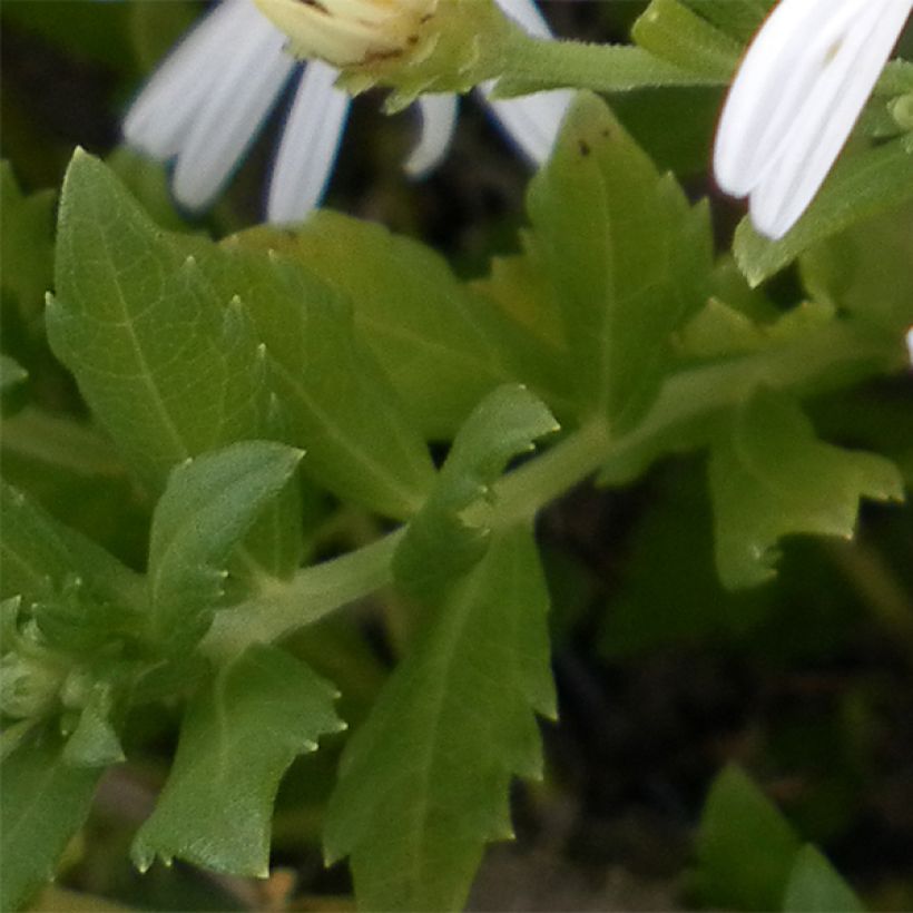 Aster ageratoides Ashvi - Aster d'automne blanc (Feuillage)