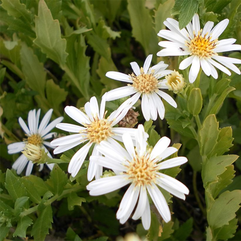 Aster ageratoides Ashvi - Aster d'automne blanc (Floraison)
