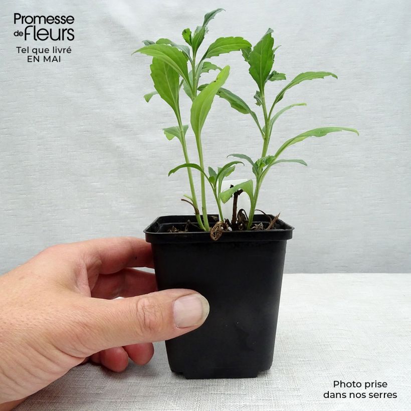 Spécimen de Aster ageratoides Ashvi - Aster d'automne blanc Godet de 9cm tel que livré au printemps