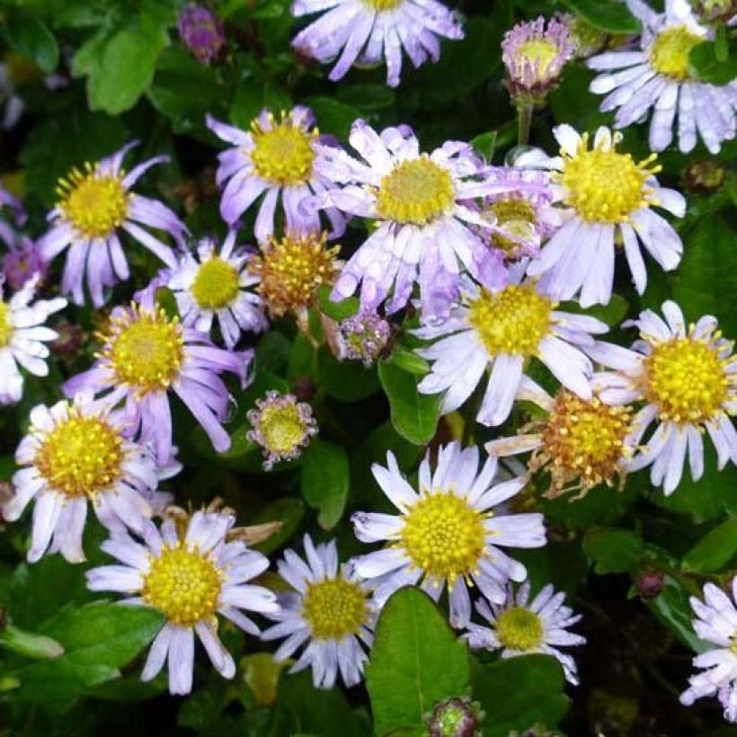 Aster ageratoides Asmoe - Aster nain d'automne (Floraison)