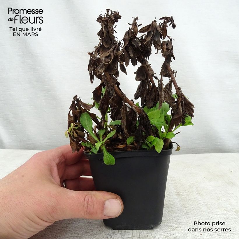 Spécimen de Aster ageratoides Asmoe - Aster nain d'automne Godet de 9cm tel que livré au printemps