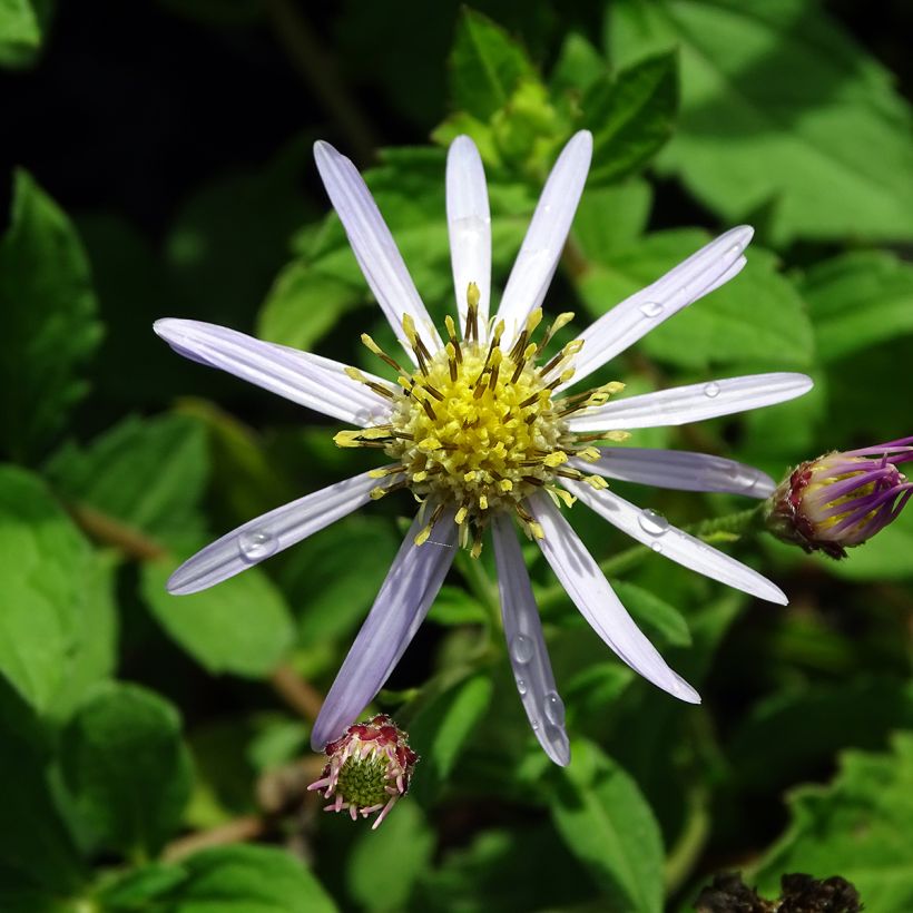 Aster ageratoides Asran - Aster grand d'automne (Floraison)