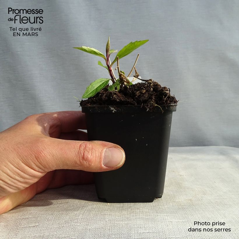 Spécimen de Aster ageratoides Ezo Murasaki Godet de 9cm tel que livré au printemps