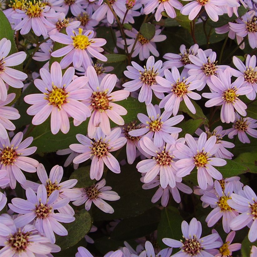 Aster ageratoides Harry Schmidt - Aster nain d'automne (Floraison)