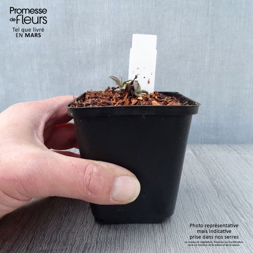 Spécimen de Aster ageratoides Harry Schmidt - Aster nain d'automne Godet de 9cm tel que livré au printemps