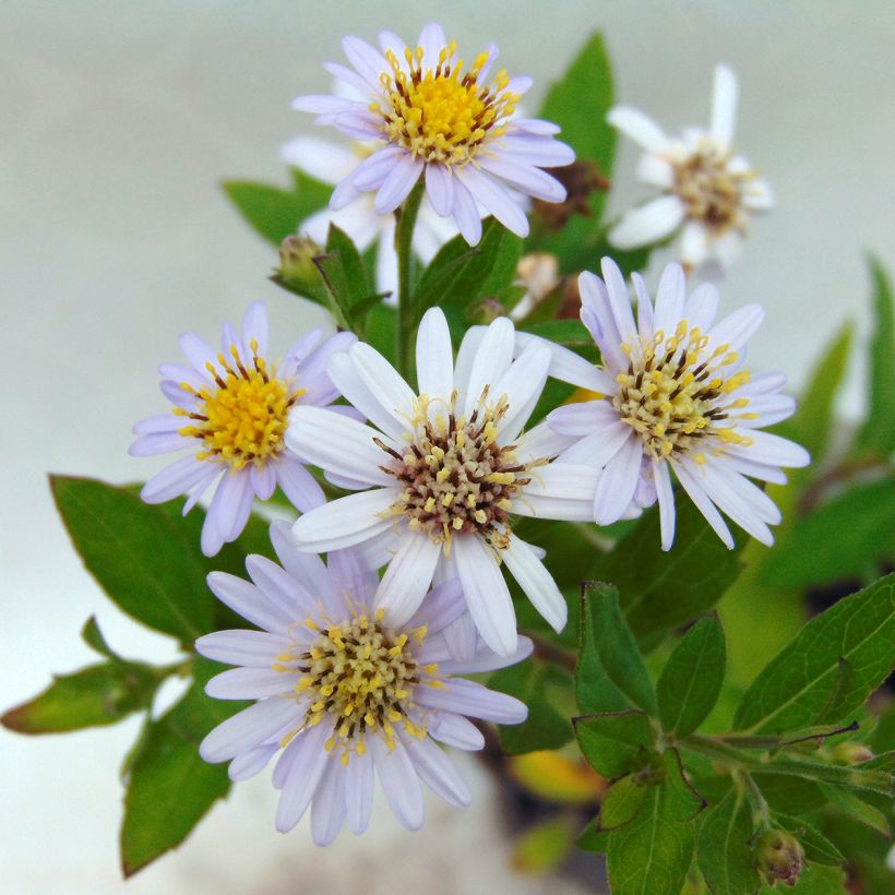 Aster ageratoides Stardust (Floraison)