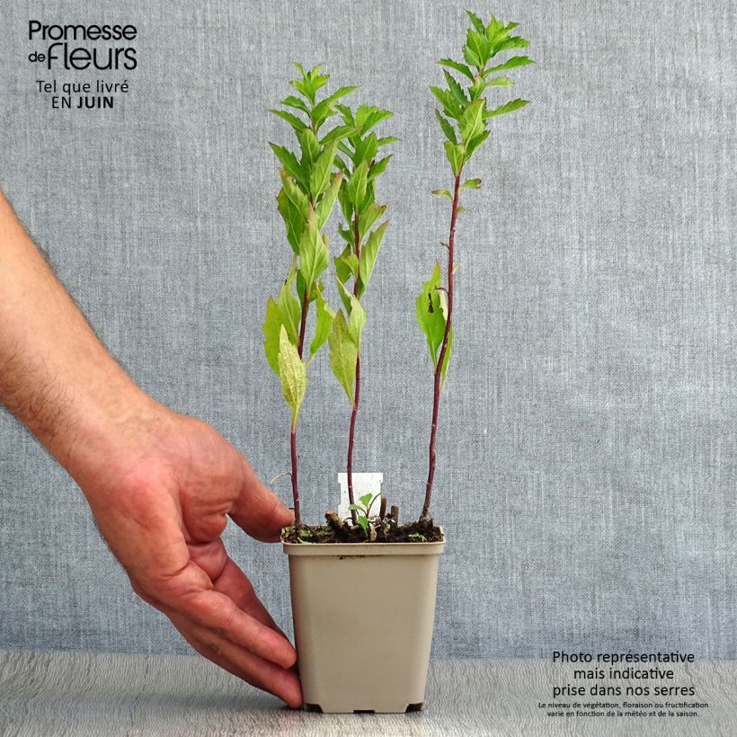 Spécimen de Aster ageratoides Stardust Godet de 8/9 cm tel que livré en été