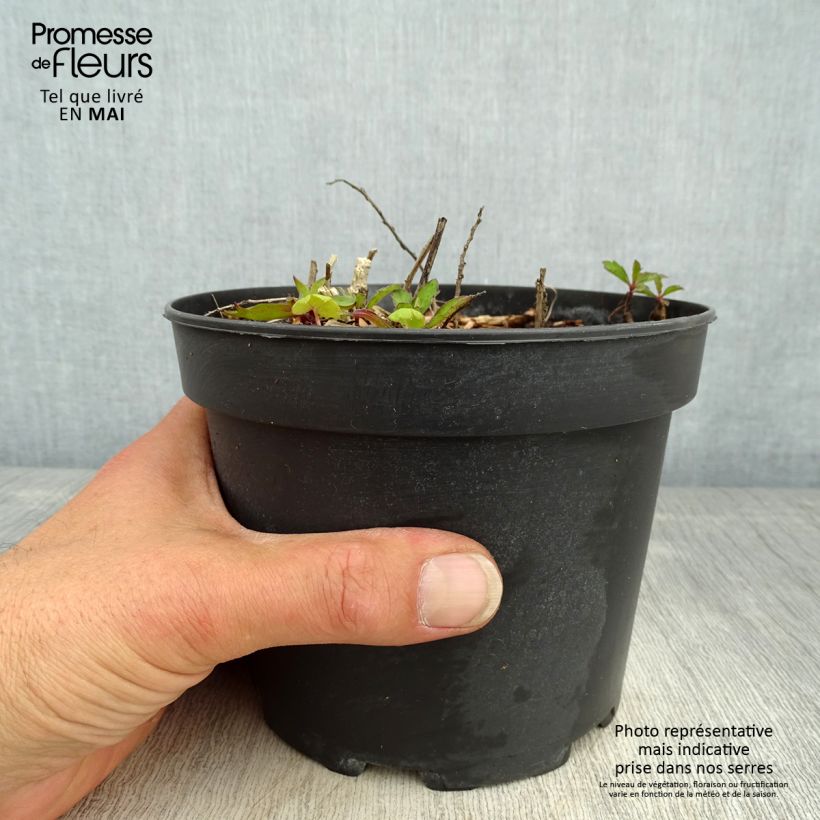 Spécimen de Aster ageratoides Stardust en pot de 2L/3L tel que livré au printemps