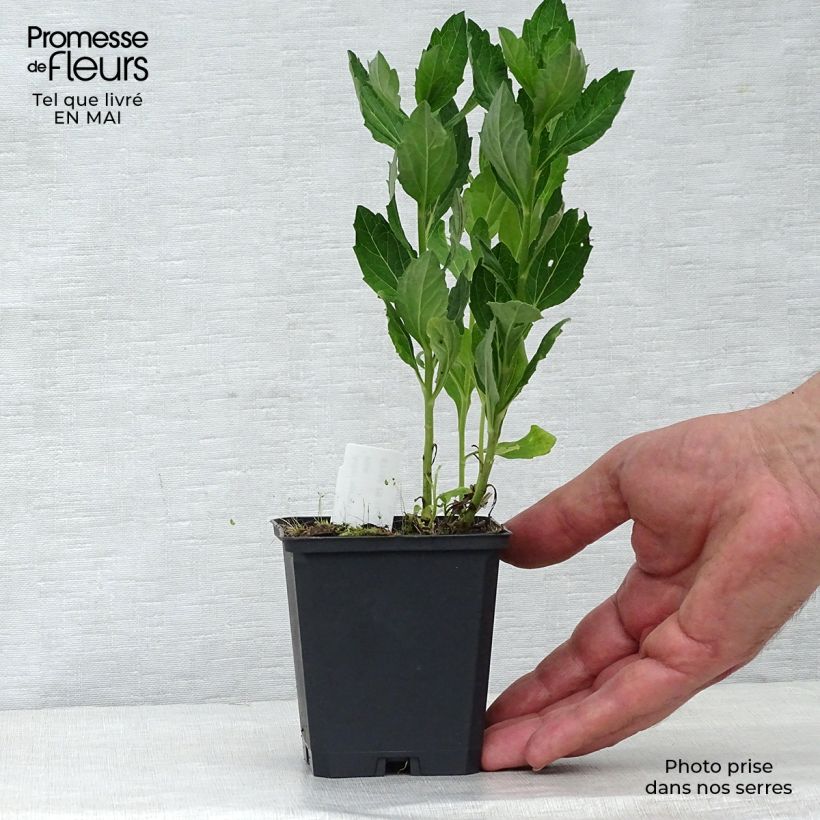 Spécimen de Aster ageratoides Starshine - Aster d'automne Godet de 9cm tel que livré au printemps