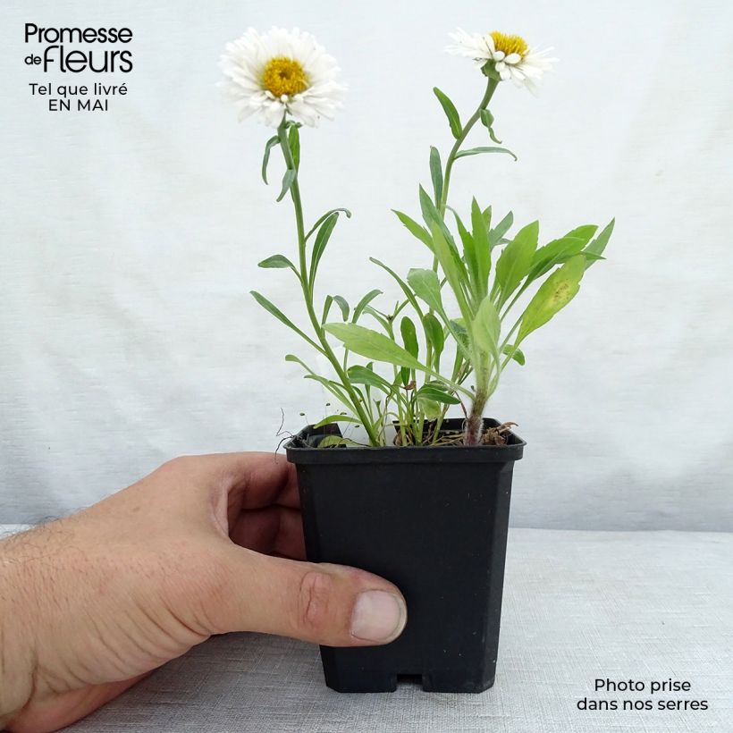 Spécimen de Aster alpinus Albus - Aster des Alpes blanc Godet de 9cm tel que livré au printemps