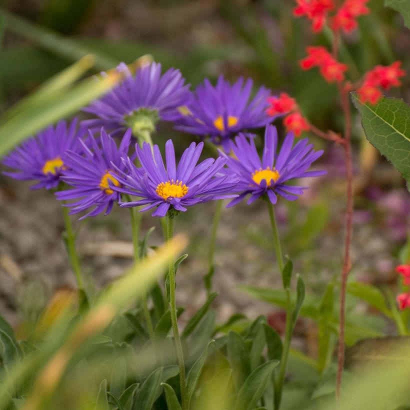 Aster alpinus Blue Beauty - Aster des Alpes (Port)