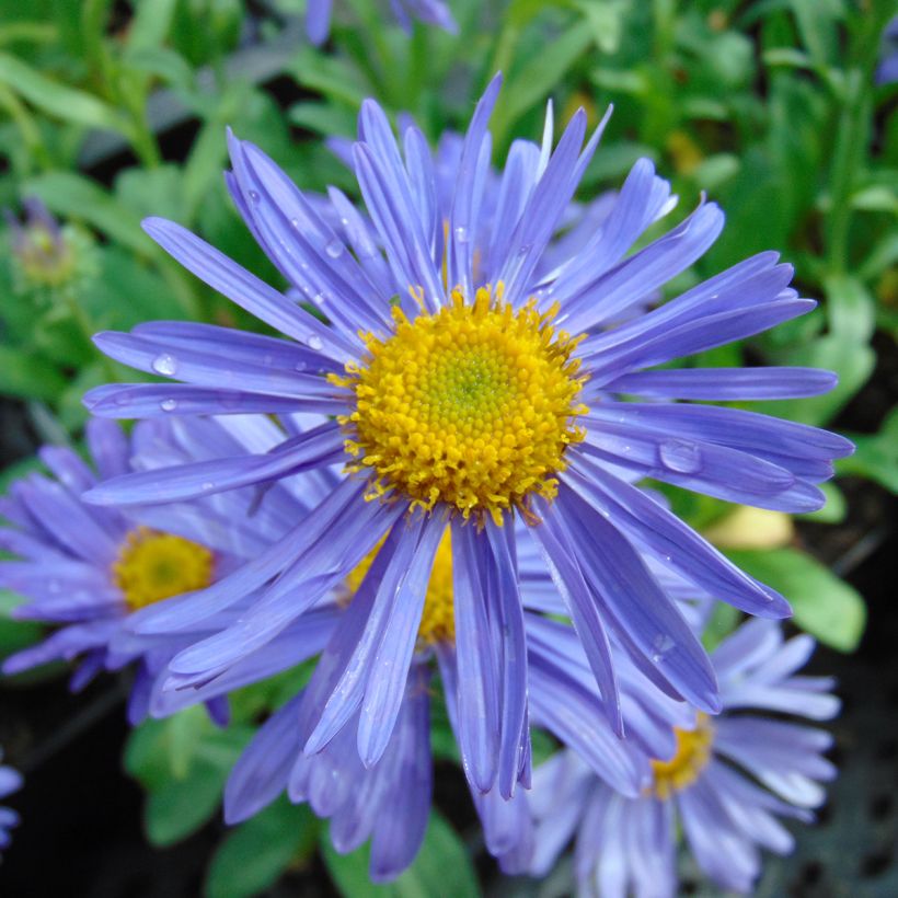 Aster alpinus Dunkle Schöne - Aster des Alpes bleu (Floraison)