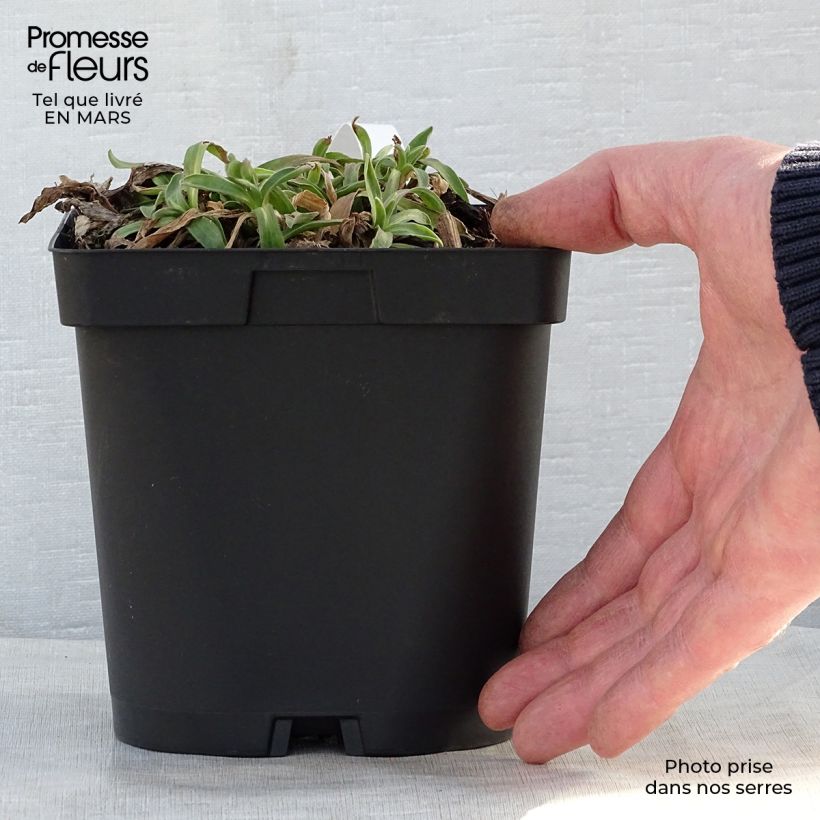 Spécimen de Aster alpinus Dunkle Schöne - Aster des Alpes bleu en pot de 2/3L tel que livré au printemps