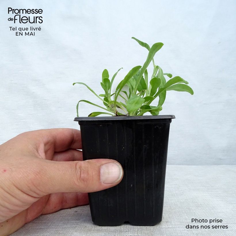 Spécimen de Aster alpinus Dunkle Schöne - Aster des Alpes bleu en godet de 9 cm tel que livré au printemps