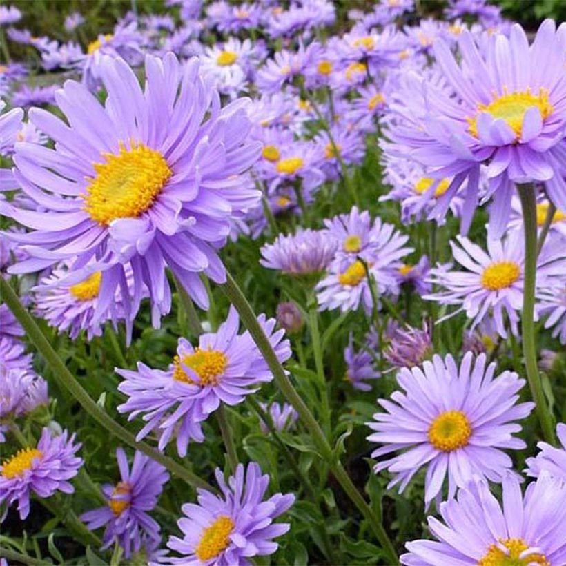 Aster alpinus Goliath - Aster des Alpes (Floraison)