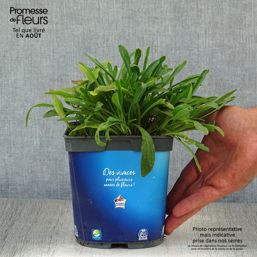 Spécimen de Aster alpinus Goliath - Aster des Alpes Pot de 2L/3L tel que livré en été