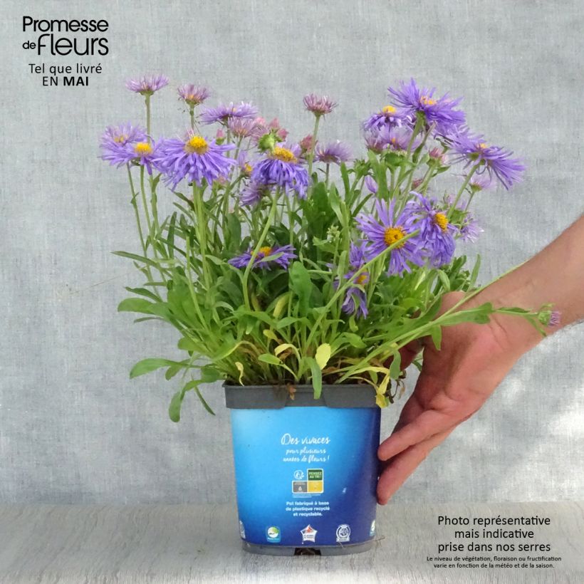Spécimen de Aster alpinus Goliath - Aster des Alpes en pot de 2 litres tel que livré au printemps