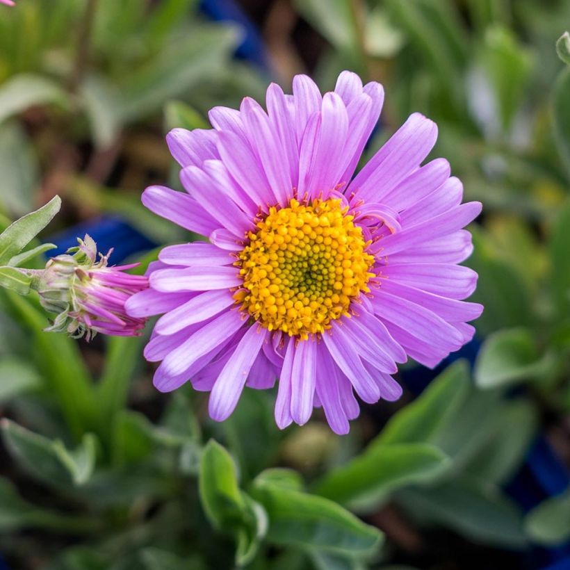 Aster alpinus Happy End - Aster des Alpes rose (Floraison)