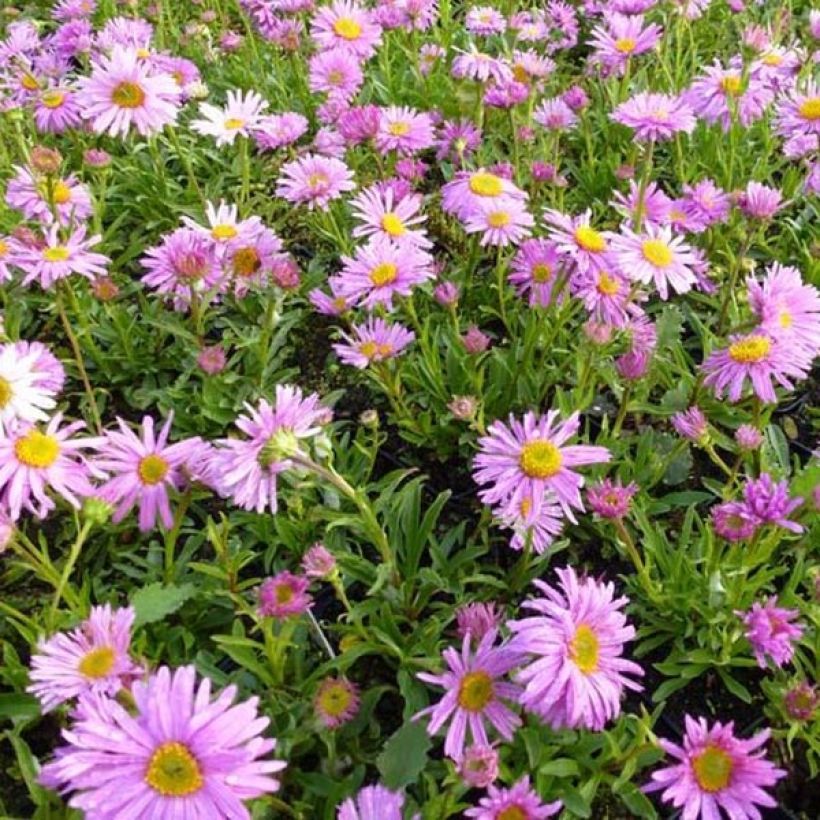 Aster alpinus Happy End - Aster des Alpes rose (Port)