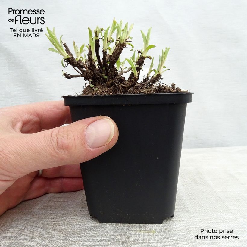 Spécimen de Aster alpinus Happy End - Aster des Alpes rose Godet de 9cm tel que livré au printemps