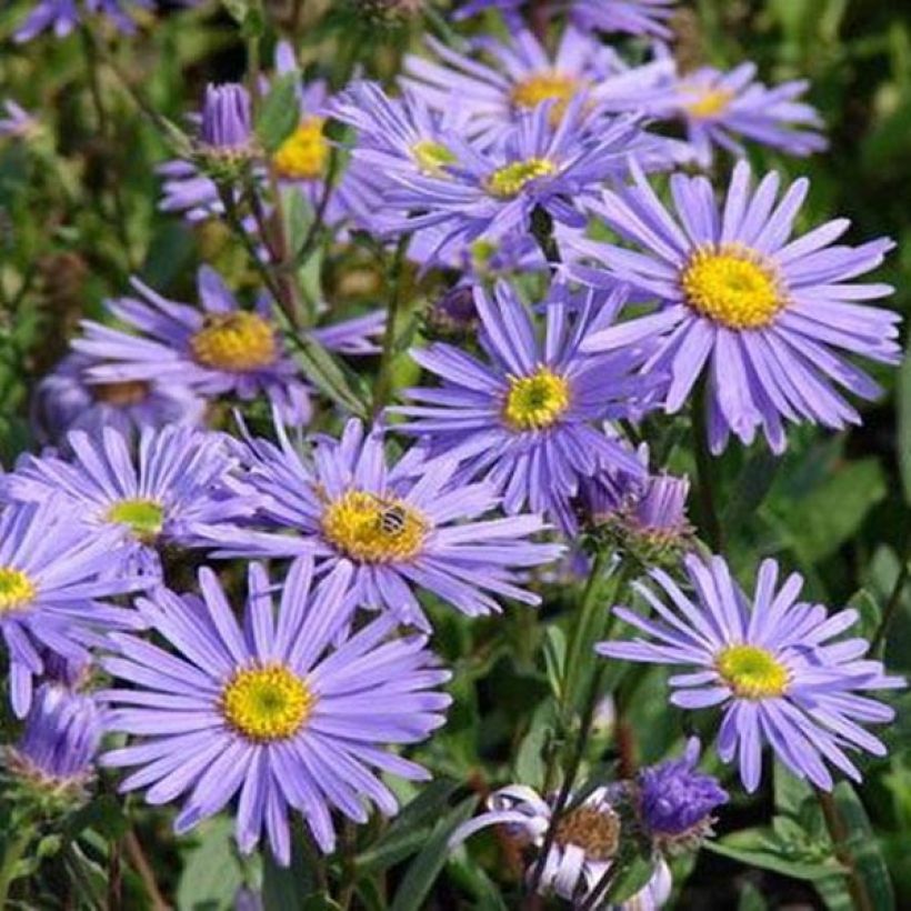 Oeil de Christ Dr Otto Petschek - Aster amellus Dr Otto Petschek (Floraison)