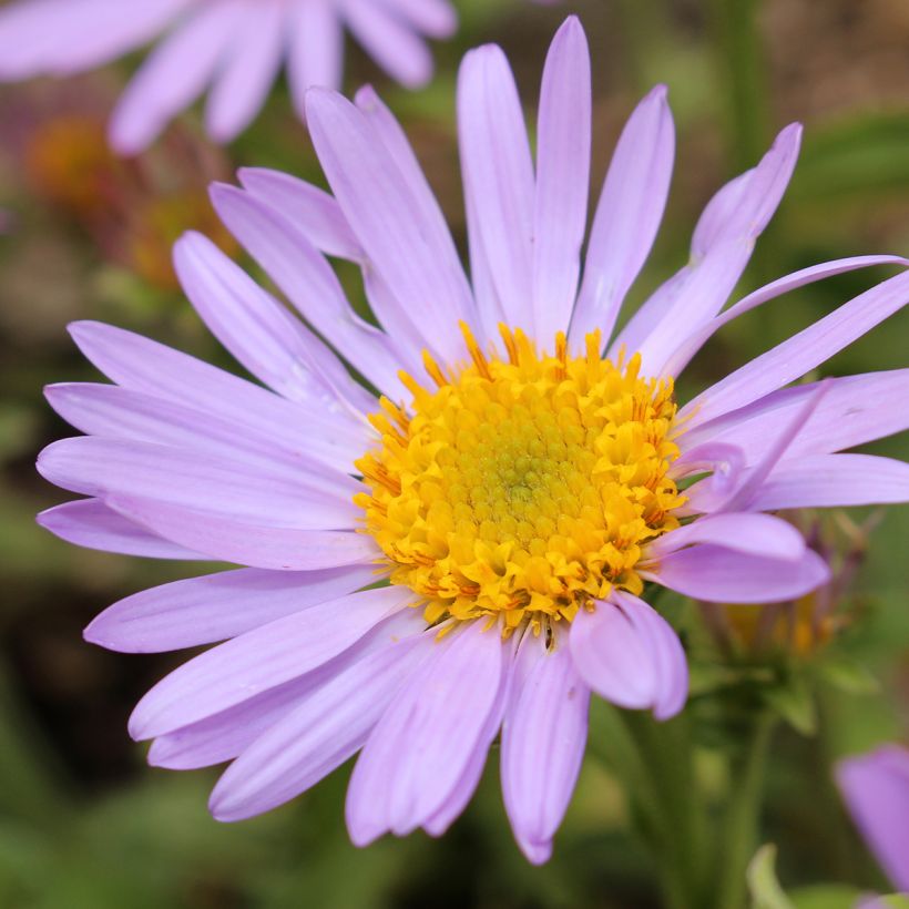 Aster amellus Peach Blossom - Oeil du Christ (Floraison)