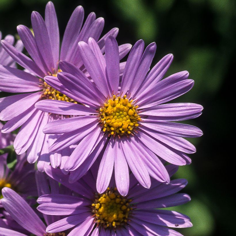 Aster amellus Rudolf Goethe - Œil du Christ (Floraison)