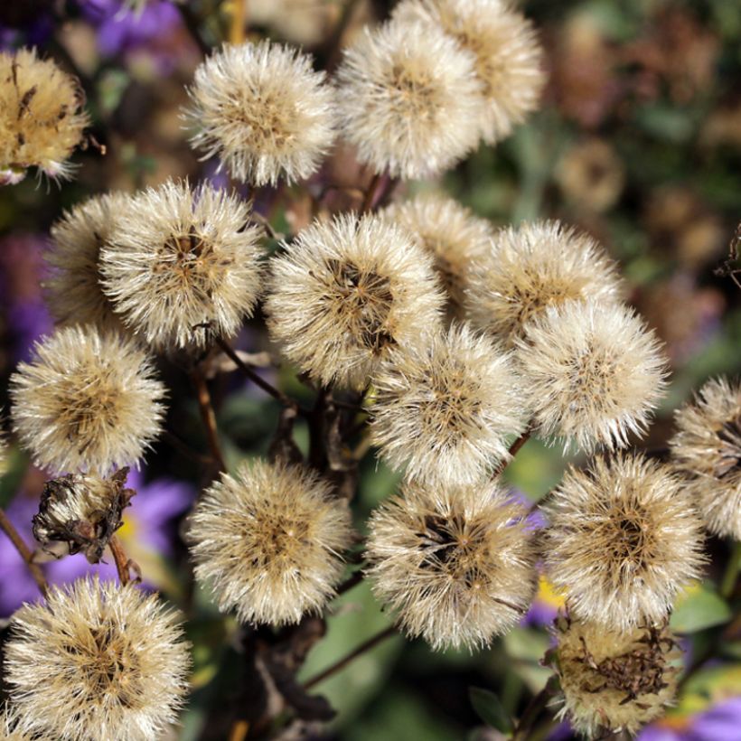 Aster amellus September Glow (Récolte)