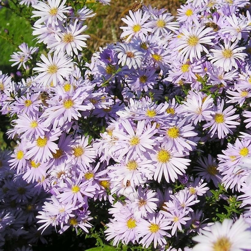 Aster amellus September Glow (Port)