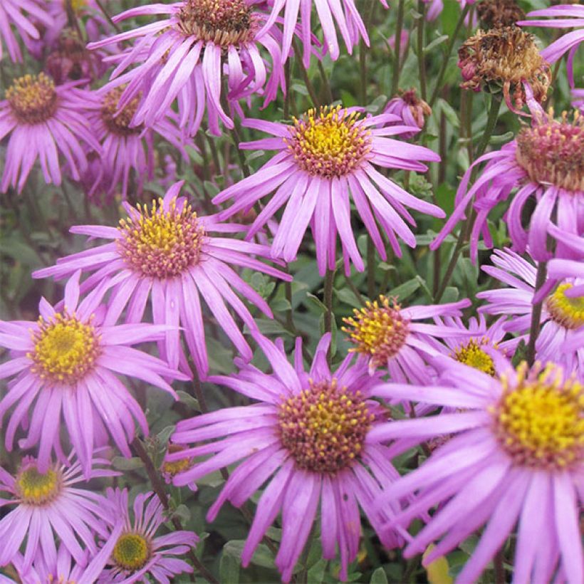 Aster amellus Sonia - Oeil du Christ (Floraison)