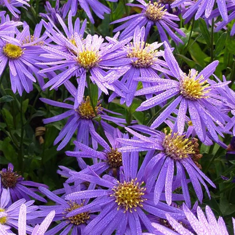 Aster amellus Sonora - Aster d'été (Floraison)