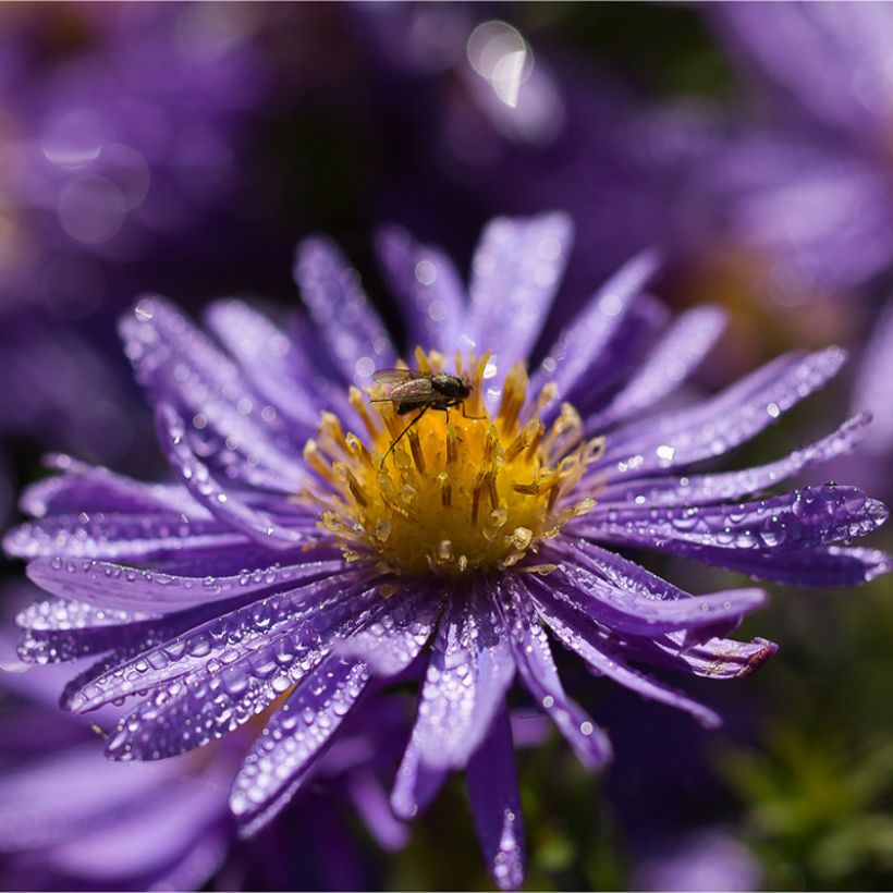 Aster azureus (Floraison)