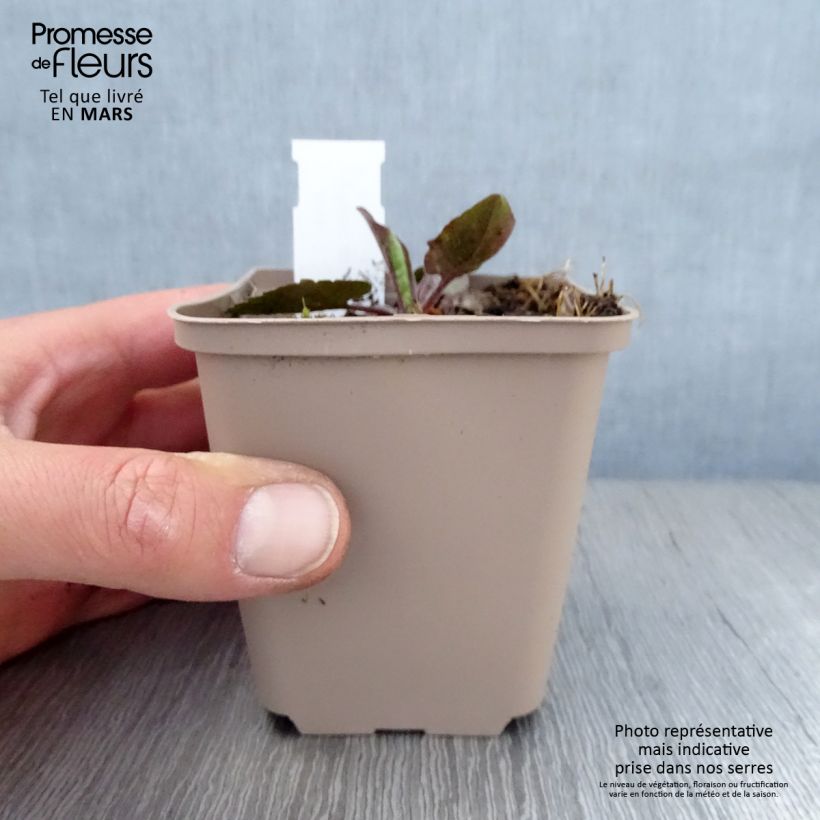 Spécimen de Aster azureus Godet de 8/9 cm tel que livré au printemps