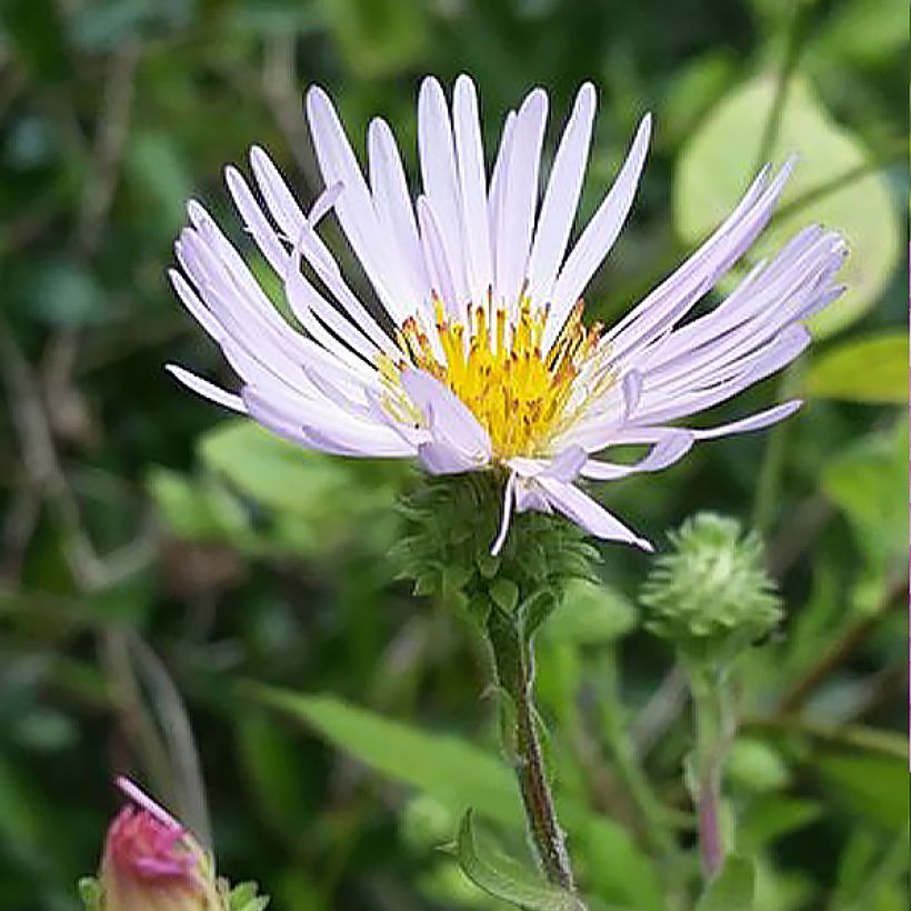 Aster carolinianus (Floraison)