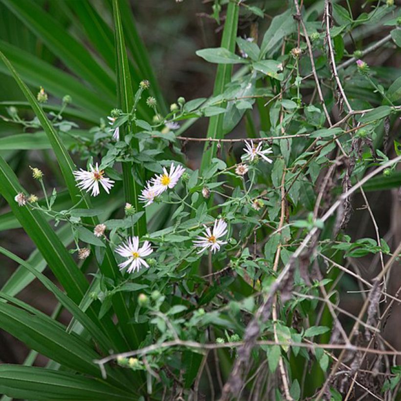 Aster carolinianus (Port)