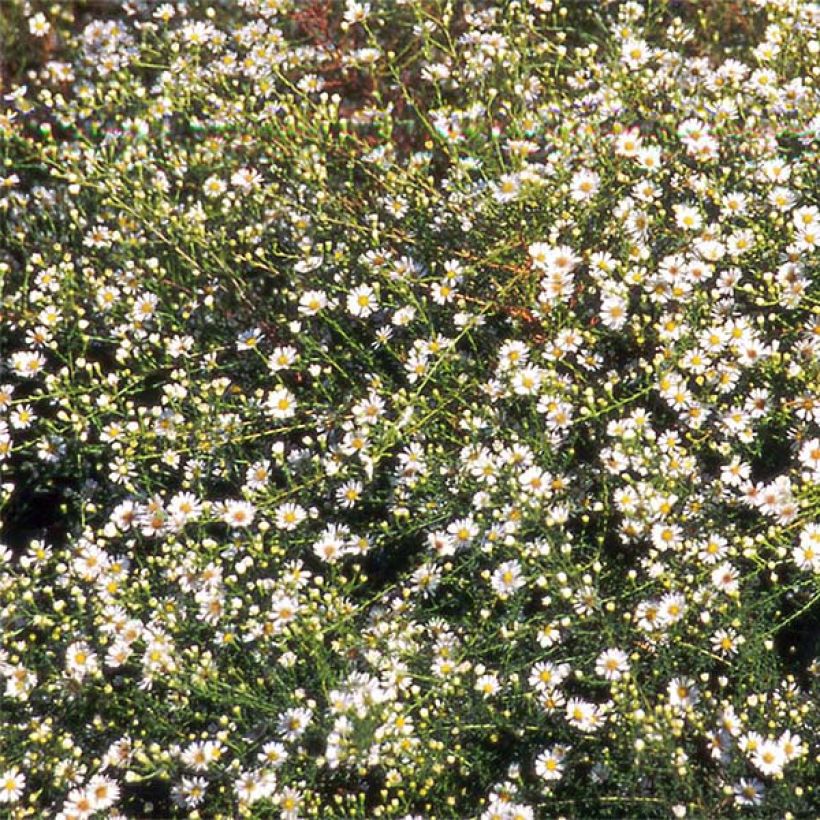 Aster datschii (Floraison)