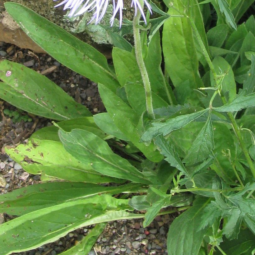 Aster diplostephioides (Feuillage)