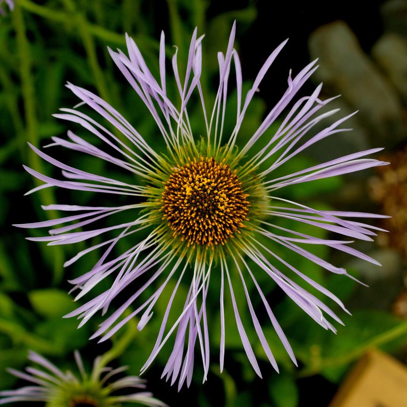 Aster diplostephioides (Floraison)