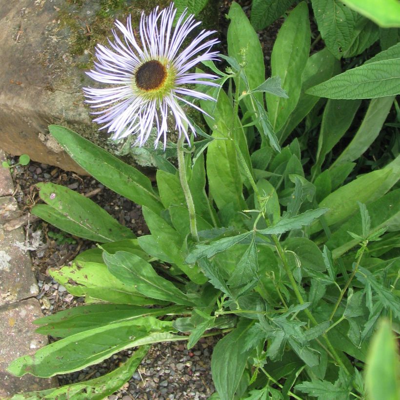 Aster diplostephioides (Port)