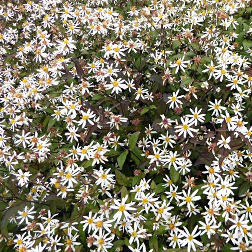 Aster divaricatus Beth Chatto (Floraison)