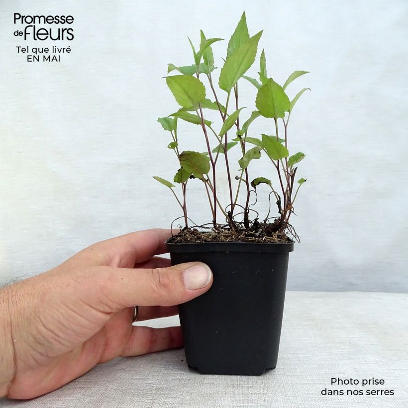 Spécimen de Aster divaricatus Beth Chatto Godet de 9cm tel que livré au printemps