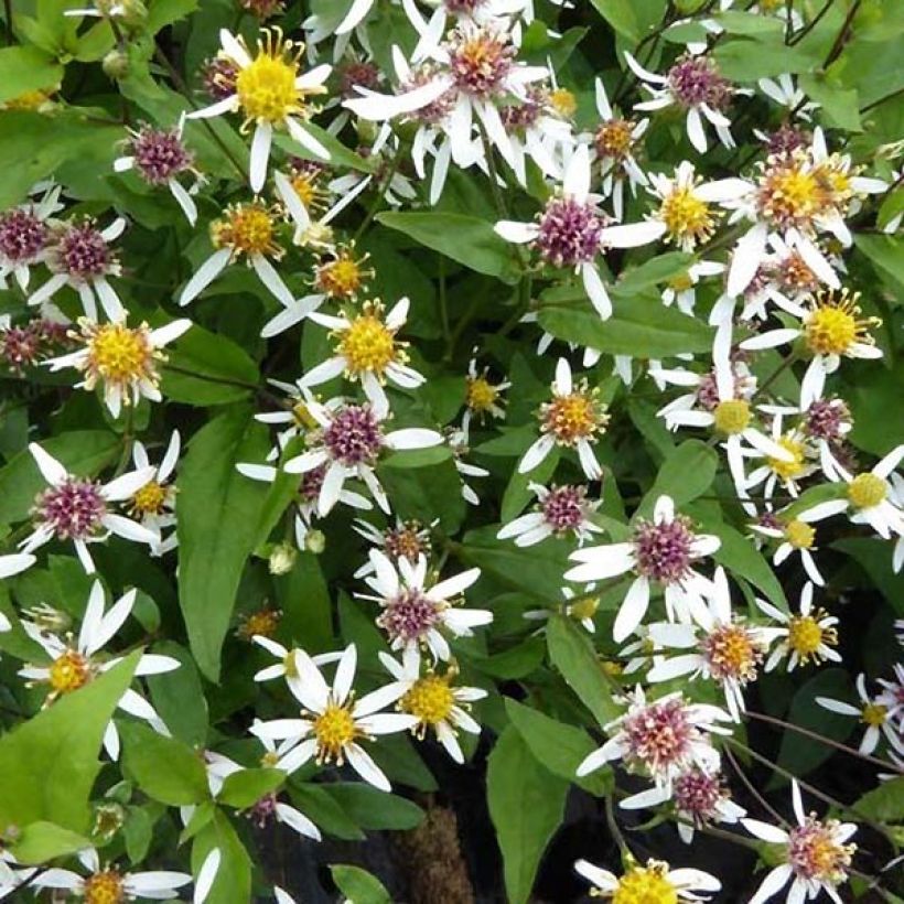 Aster divaricatus Tradescant - Aster divariqué (Feuillage)