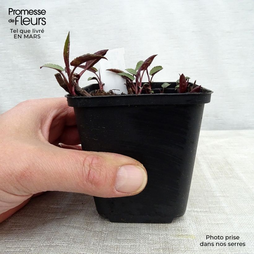 Spécimen de Aster divaricatus Tradescant - Aster divariqué Godet de 9cm tel que livré au printemps